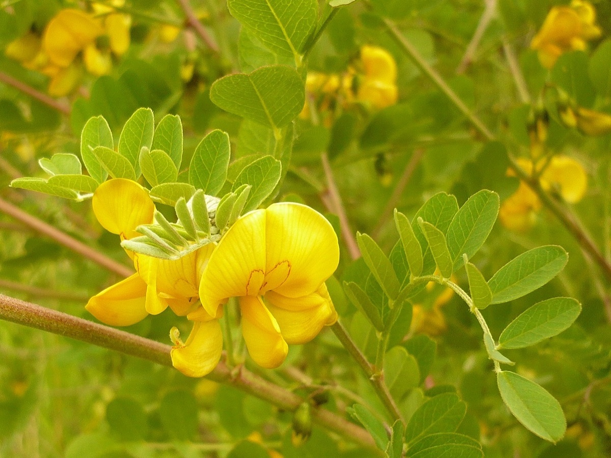 Colutea arborescens (Fabaceae)